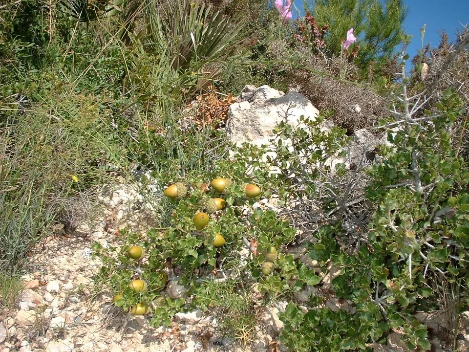 Acorn bush66