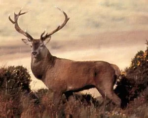 Stag