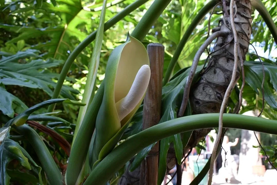 G19.3 tivoli gardens wed 19 jul 32