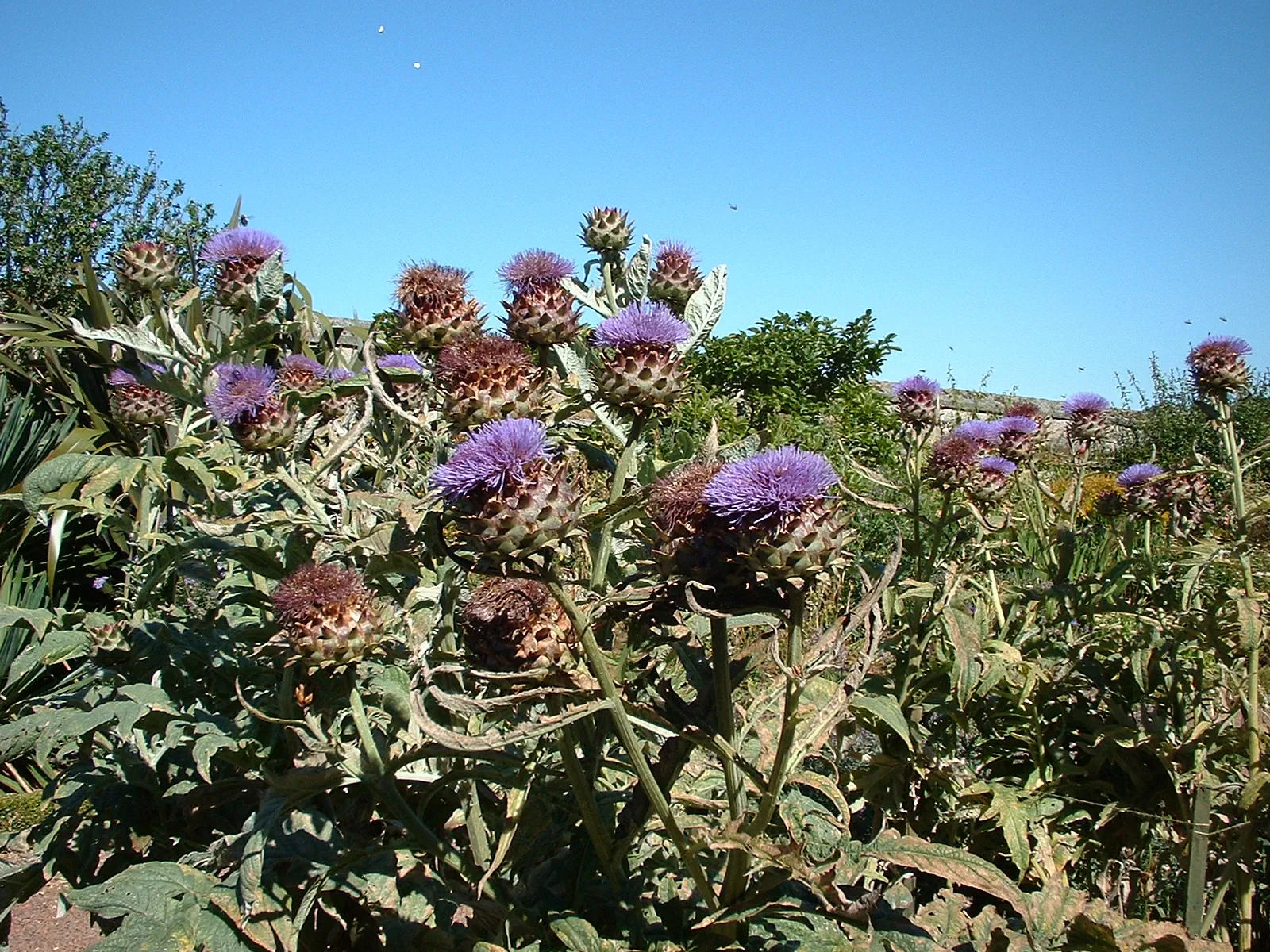 Dscf0054