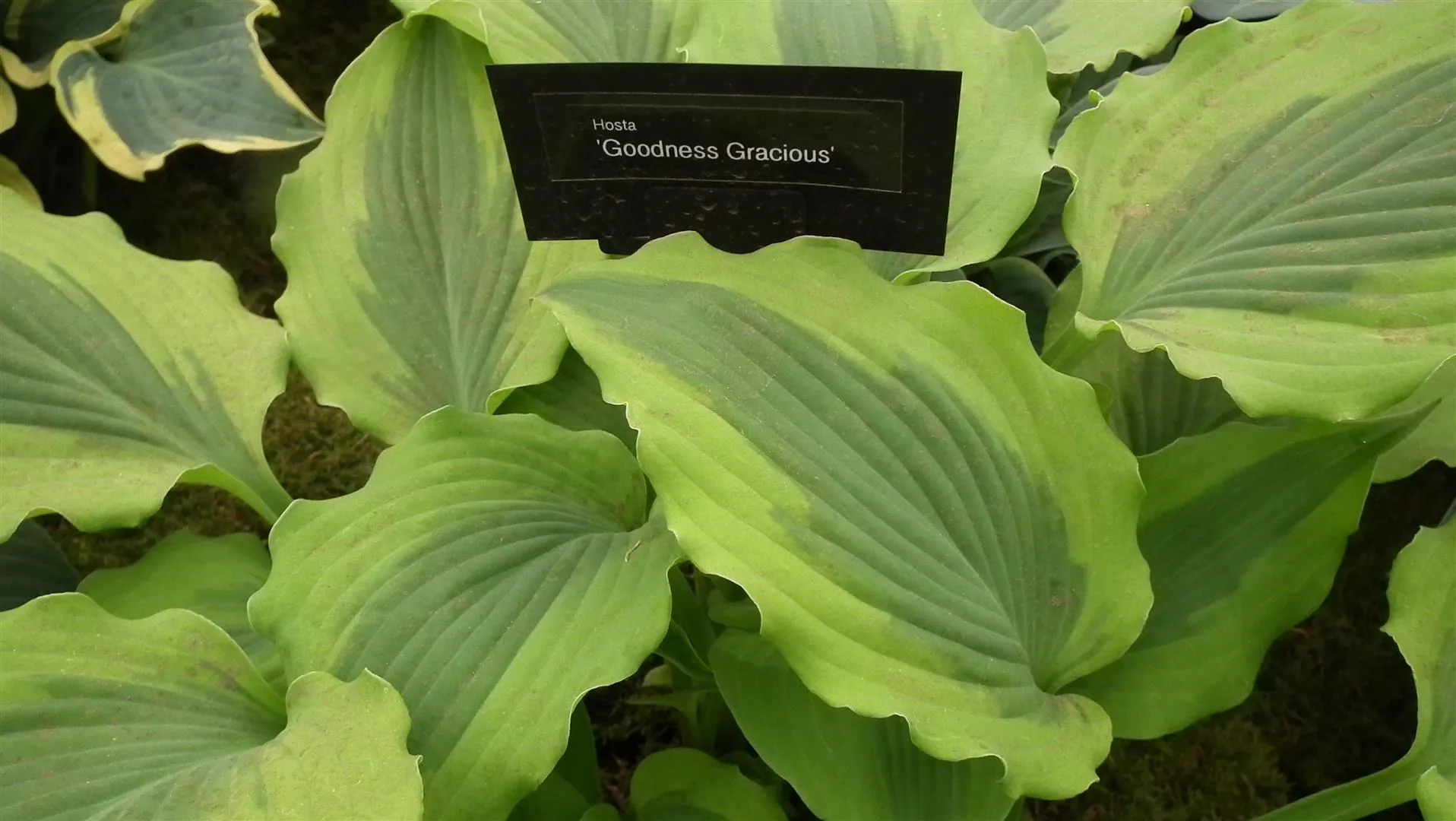 Dscf5504