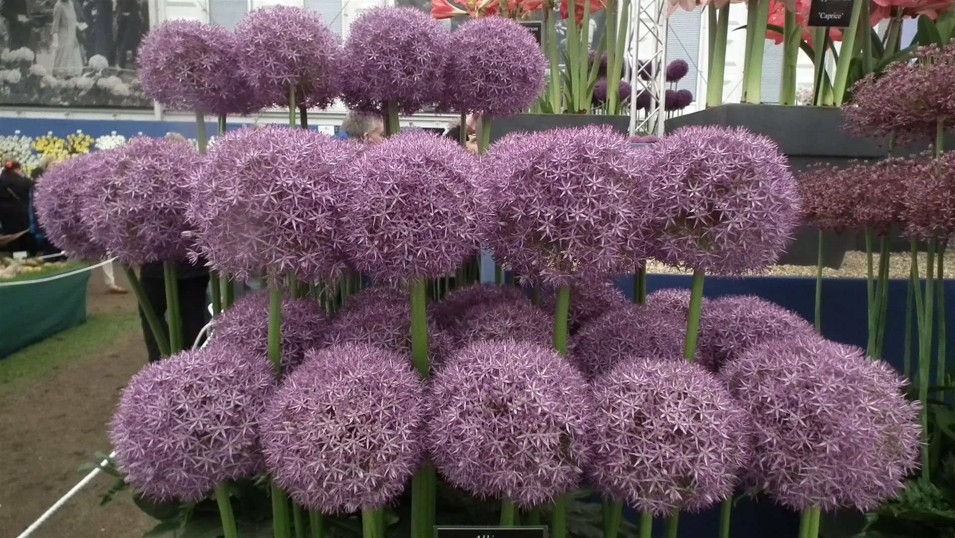 Dscf5526