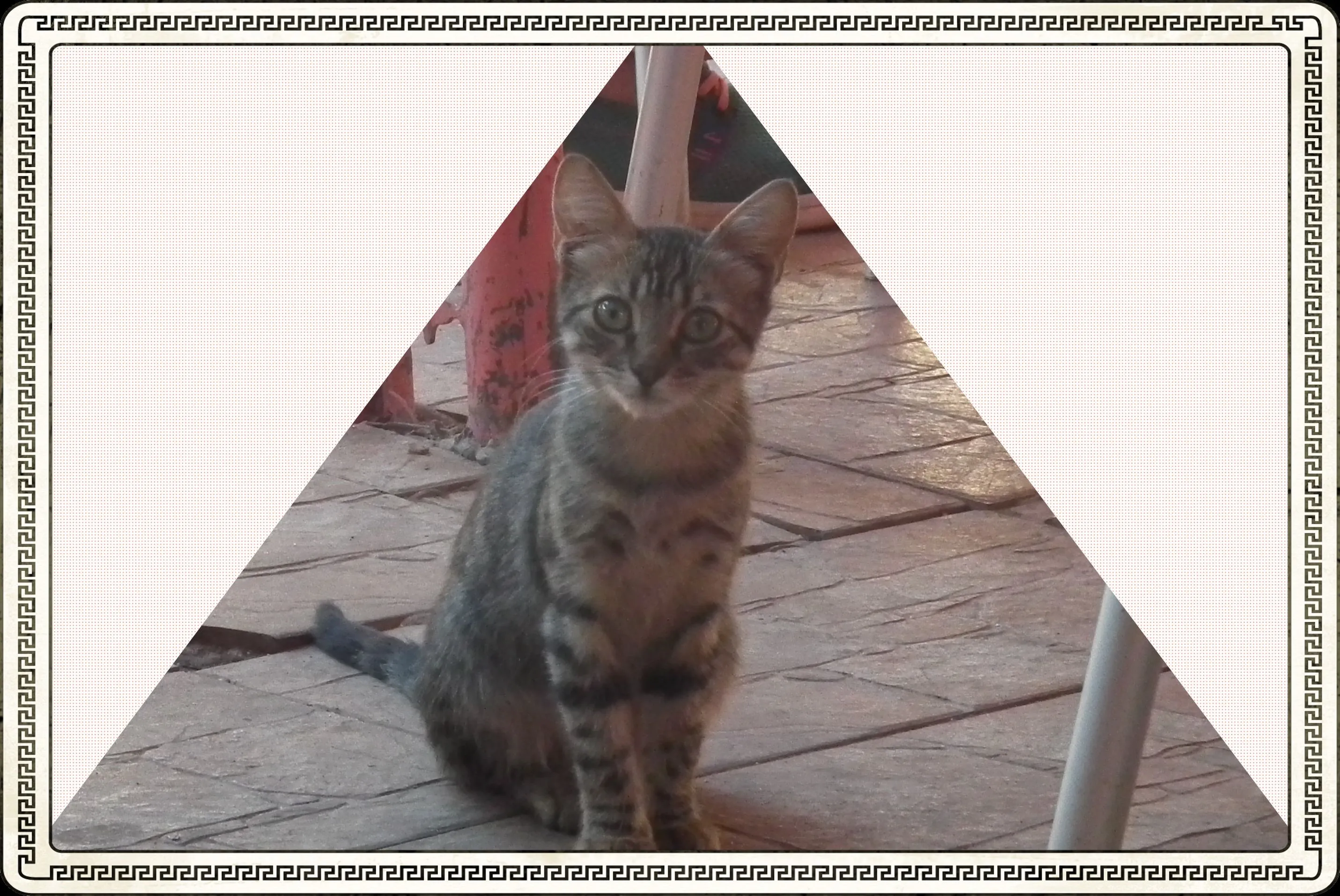 Cascade Kitty