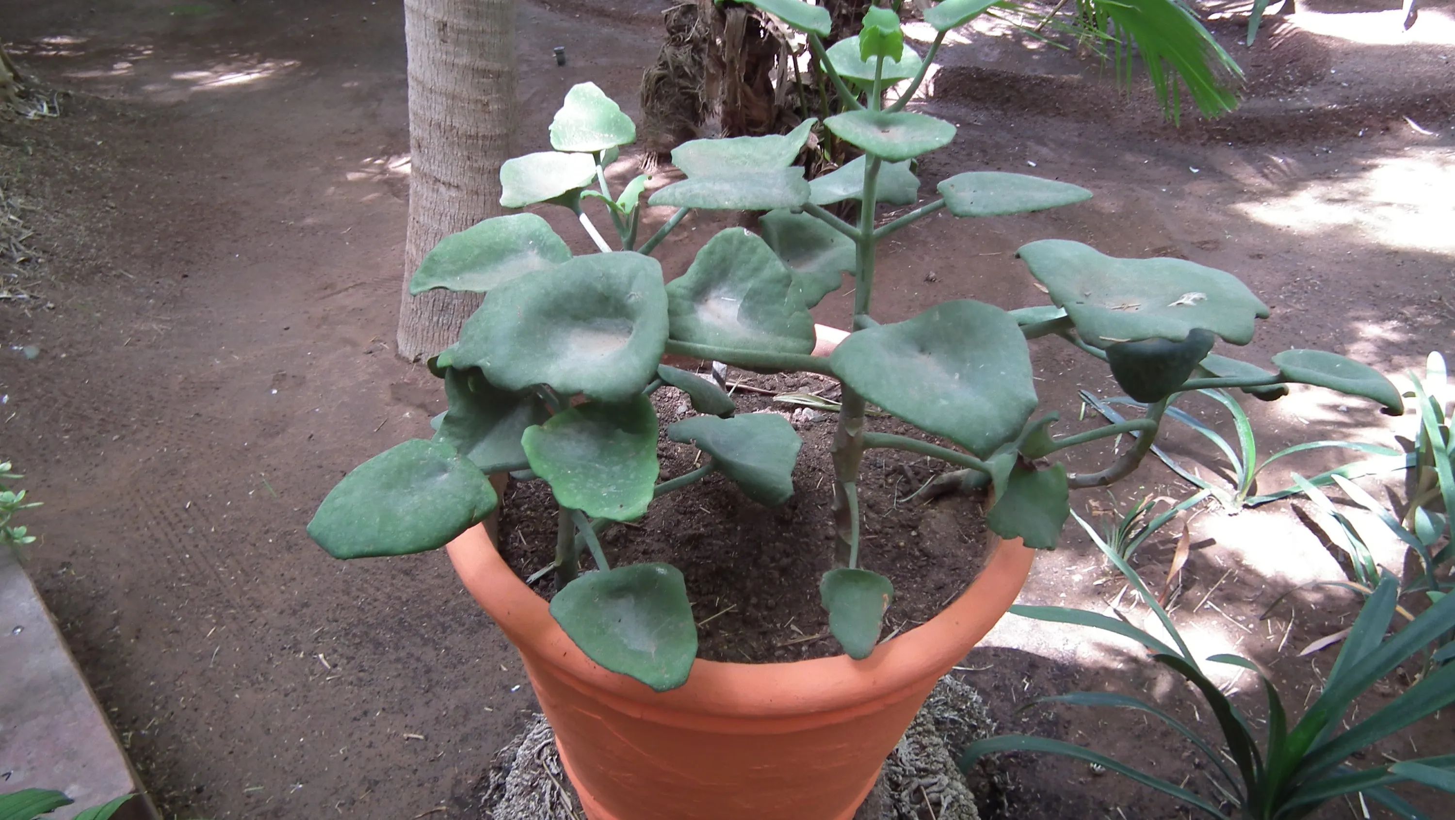 DSCF1575